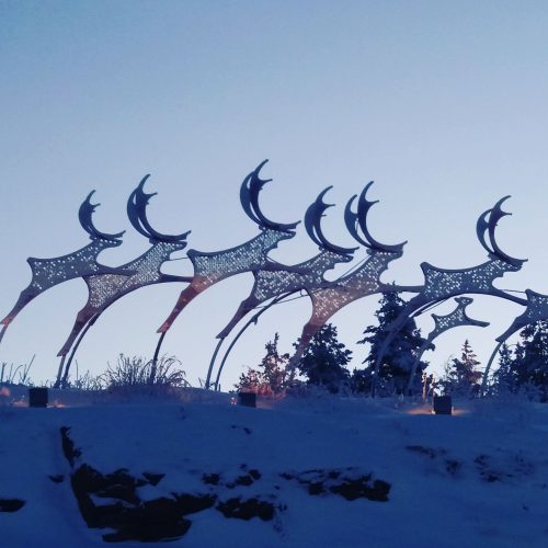 Rovaniemi reindeers